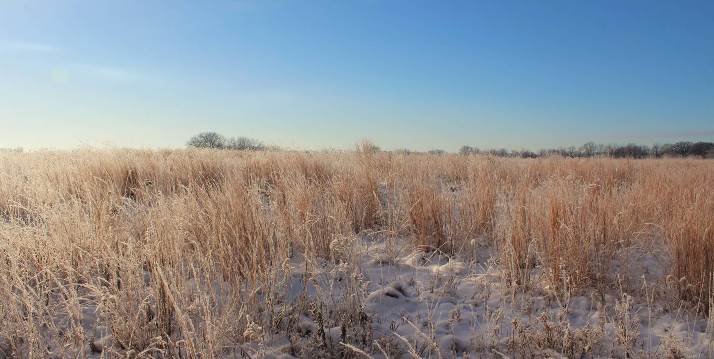 Midewin National Tallgrass Prairie
Photo provided by Openlands