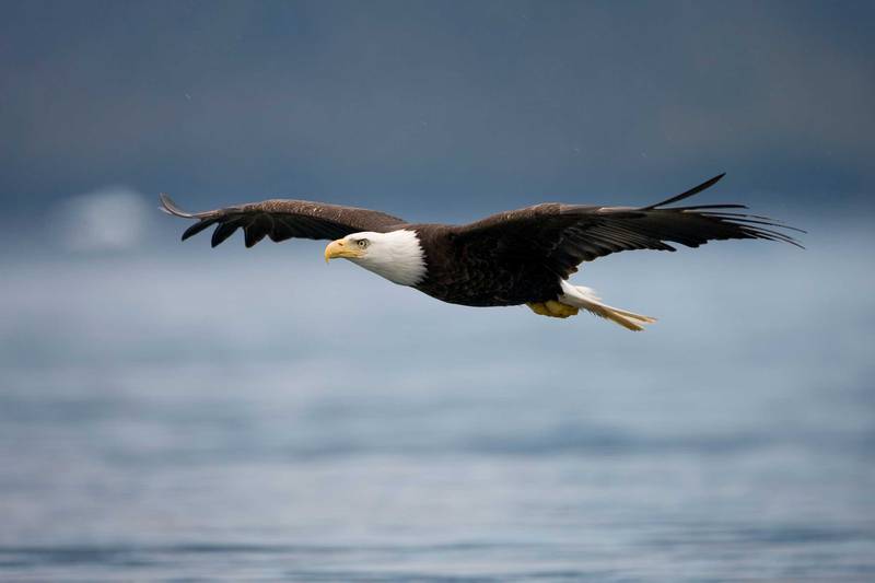 Celebrate birds of prey with guided hikes, live presentations, family activities and more at Four River's Eagle Watch event.
Photo provided by Heritage Corridor Destinations.