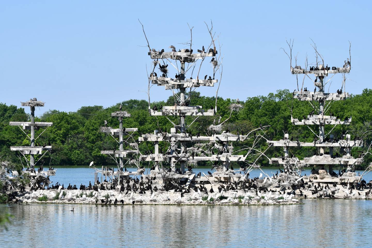 View nesting birds during a Lake Renwick Migratory Bird Viewing program on Saturday, July 8, 2023 at the Forest Preserve District of Will County’s Lake Renwick Heron Rookery Nature Preserve in Plainfield.