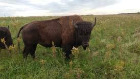 See live Bison on Historic Route 66!