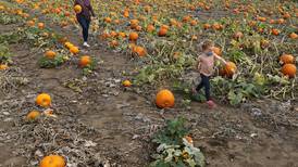 4 Popular Pumpkin Farms On Illinois’ Route 66