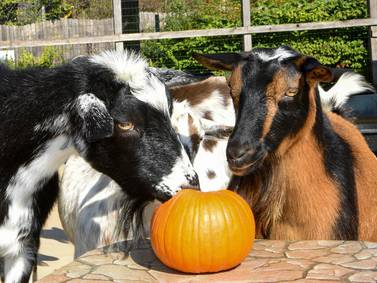 Boo! at the Zoo to bring family-friendly Halloween fun to Brookfield