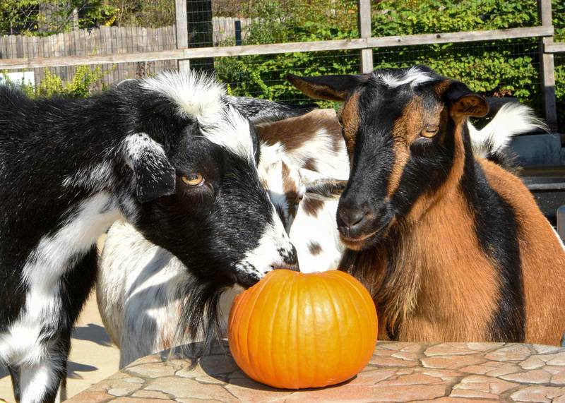 Each weekend during Brookfield Zoo's Boo! at the Zoo, guests can see animals receiving pumpkins to play with and munch on.