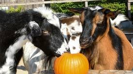 Boo! at the Zoo to bring family-friendly Halloween fun to Brookfield