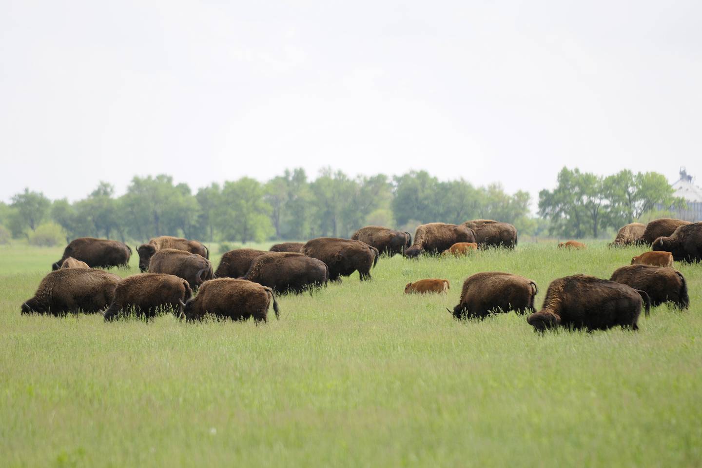 A bison herd grazes at the Midewin National Tallgrass Prairie in June 2018.