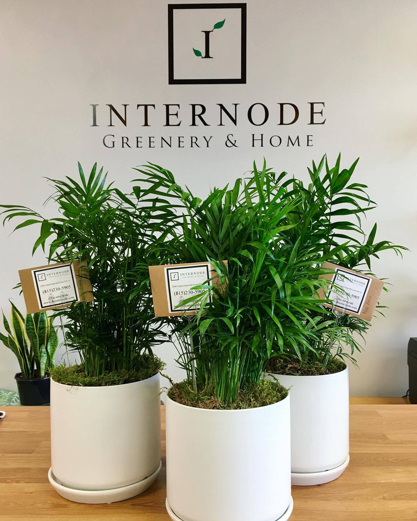 Crest Hill’s Internode Greenery & Home